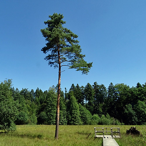 Wald-Föhre / Pinus sylvestris