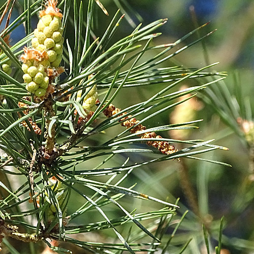 Wald-Föhre / Pinus sylvestris