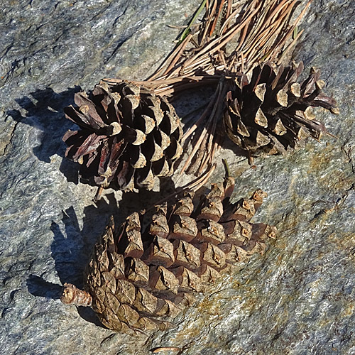 Wald-Föhre / Pinus sylvestris