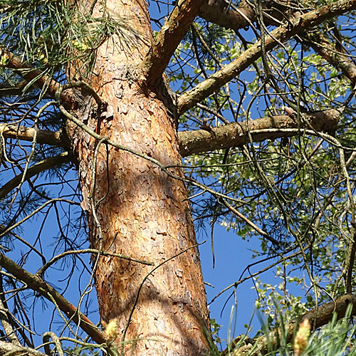 Wald-Föhre / Pinus sylvestris