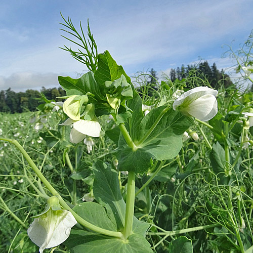 Garten-Erbse / Pisum sativum