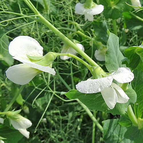 Garten-Erbse / Pisum sativum