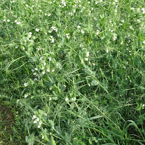 Garten-Erbse / Pisum sativum