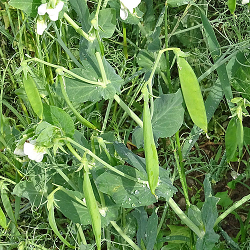 Garten-Erbse / Pisum sativum