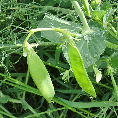 Garten-Erbse / Pisum sativum