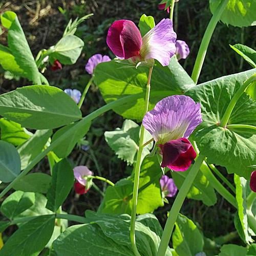 Futter-Erbse / Pisum sativum subsp.arvense