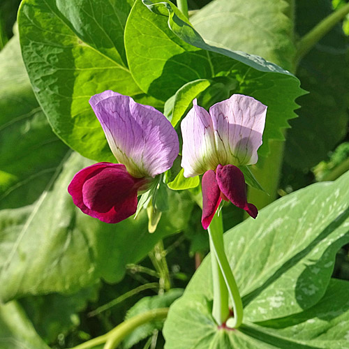 Futter-Erbse / Pisum sativum subsp.arvense