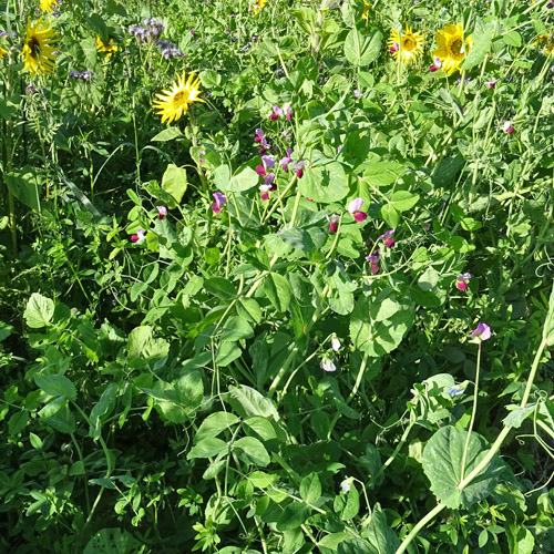 Futter-Erbse / Pisum sativum subsp.arvense