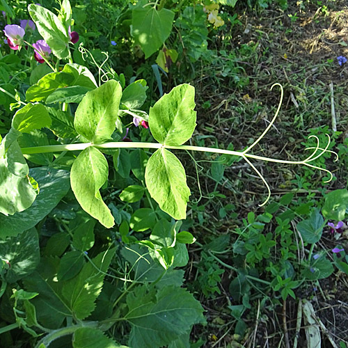 Futter-Erbse / Pisum sativum subsp.arvense
