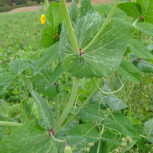 Futter-Erbse / Pisum sativum subsp.arvense