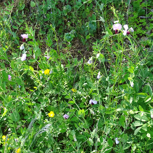 Wilde Erbse / Pisum sativum subsp. biflorum