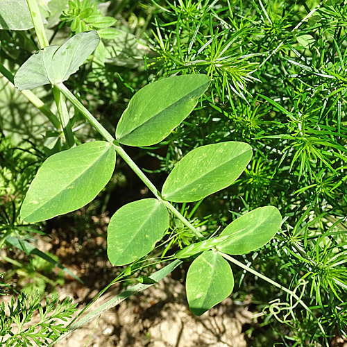 Wilde Erbse / Pisum sativum subsp. biflorum