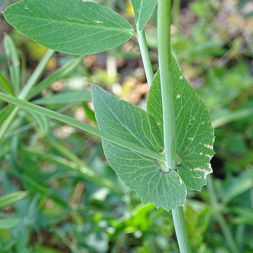 Wilde Erbse / Pisum sativum subsp. biflorum