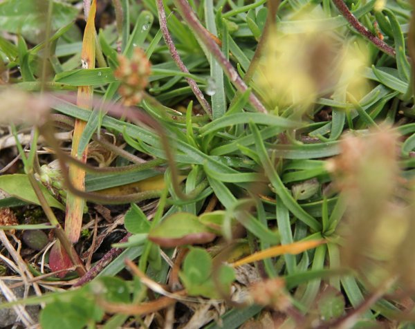 Alpen-Wegerich / Plantago alpina