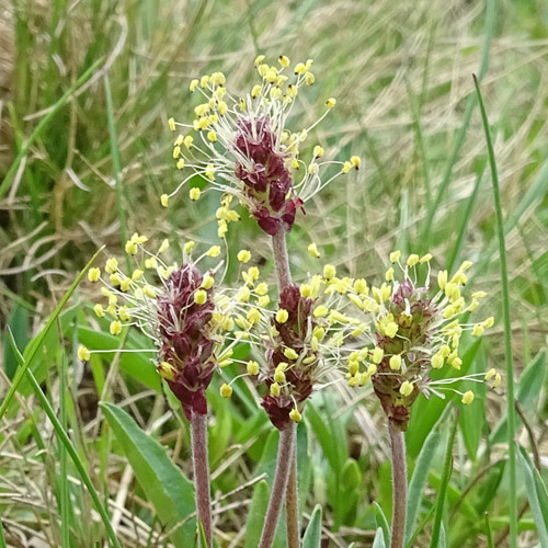 Alpen-Wegerich / Plantago alpina