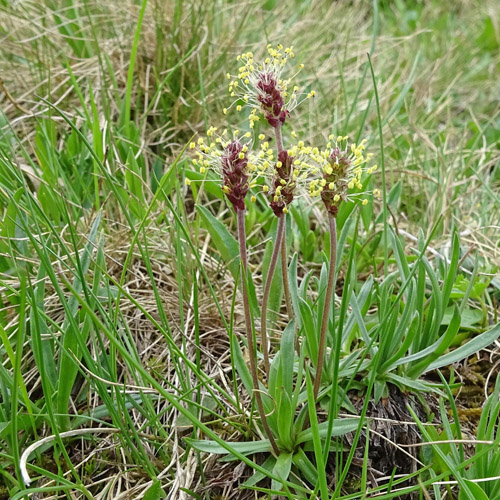 Alpen-Wegerich / Plantago alpina