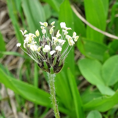 Berg-Wegerich / Plantago atrata