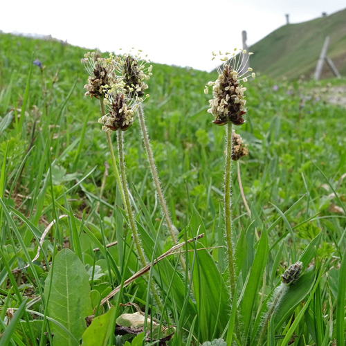 Berg-Wegerich / Plantago atrata