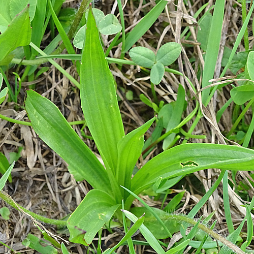 Berg-Wegerich / Plantago atrata