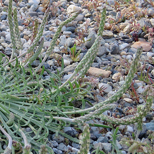 Krähenfuss-Wegerich / Plantago coronopus