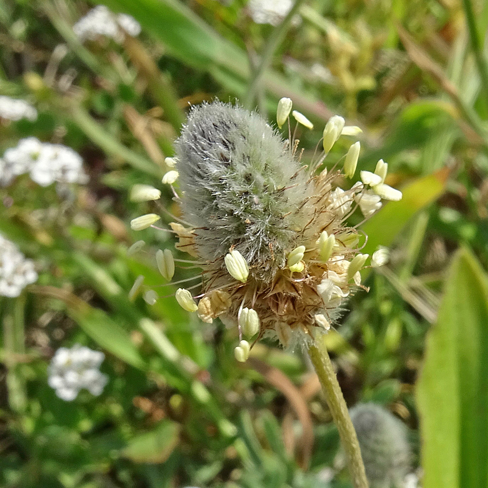 Hasenfuss-Wegerich / Plantago lagopus