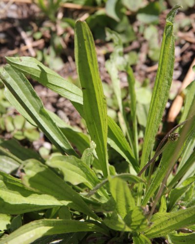 Spitz-Wegerich / Plantago lanceolata