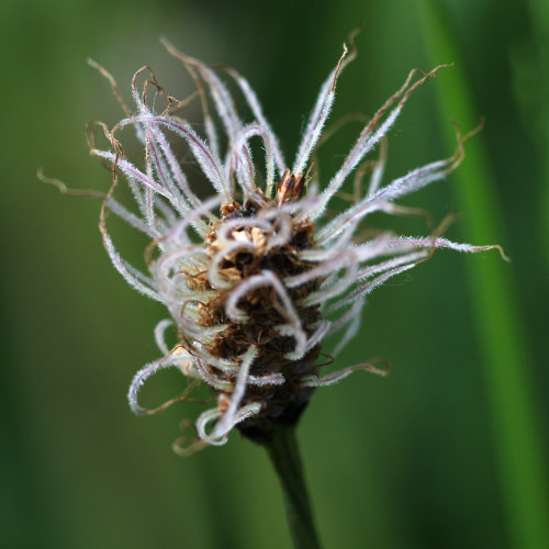 Spitz-Wegerich / Plantago lanceolata