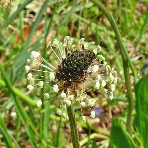 Spitz-Wegerich / Plantago lanceolata