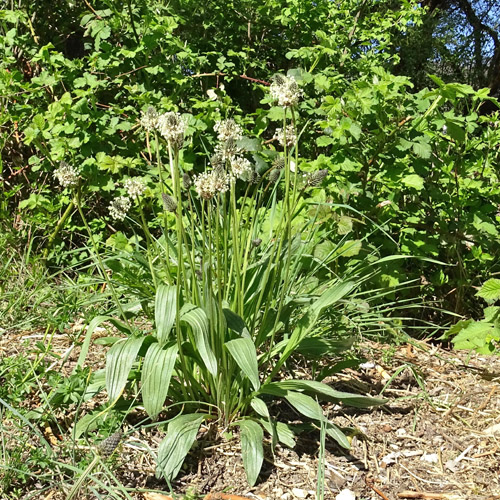 Spitz-Wegerich / Plantago lanceolata