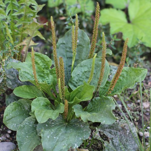 Breit-Wegerich / Plantago major