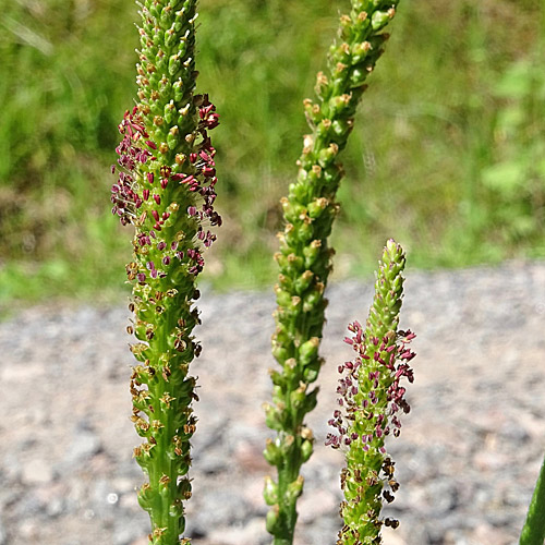 Breit-Wegerich / Plantago major