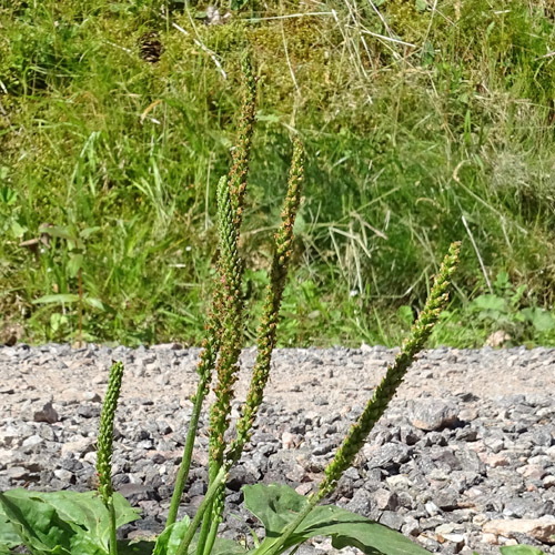 Breit-Wegerich / Plantago major