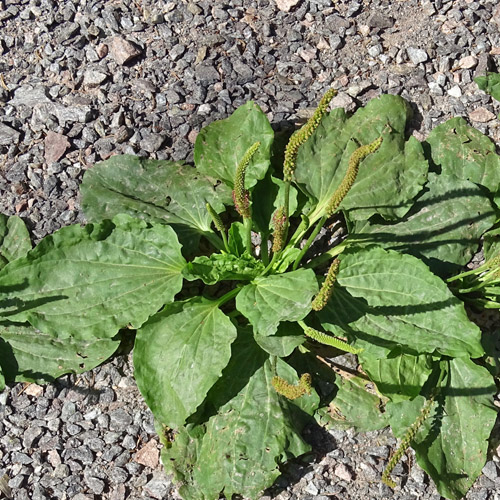 Breit-Wegerich / Plantago major