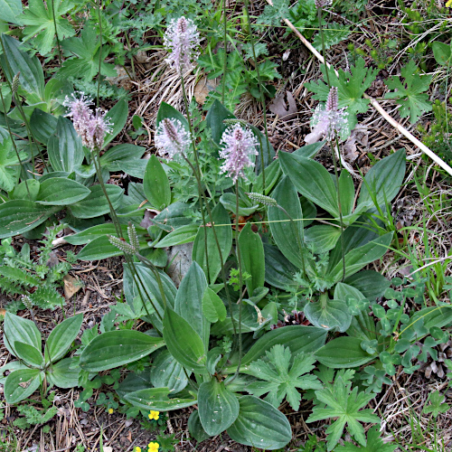 Mittlerer Wegerich / Plantago media