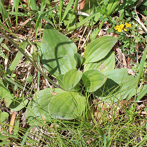 Mittlerer Wegerich / Plantago media