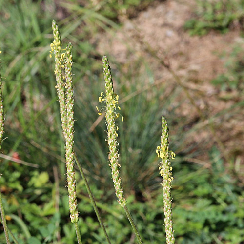 Schlangen-Wegerich / Plantago serpentina