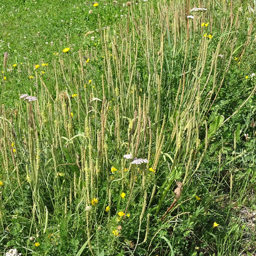 Schlangen-Wegerich / Plantago serpentina