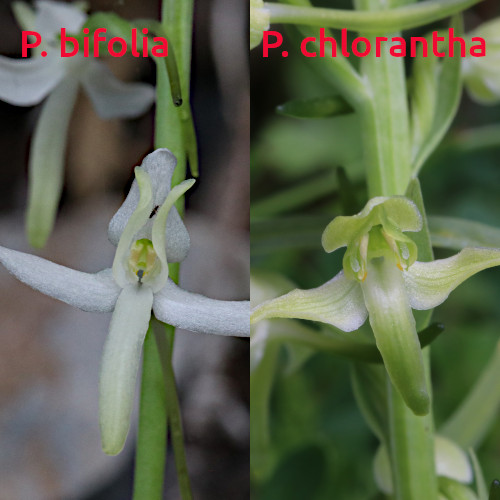 Grünliches Breitkölbchen / Platanthera chlorantha