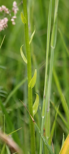 Weisses Breitkölbchen / Platanthera bifolia