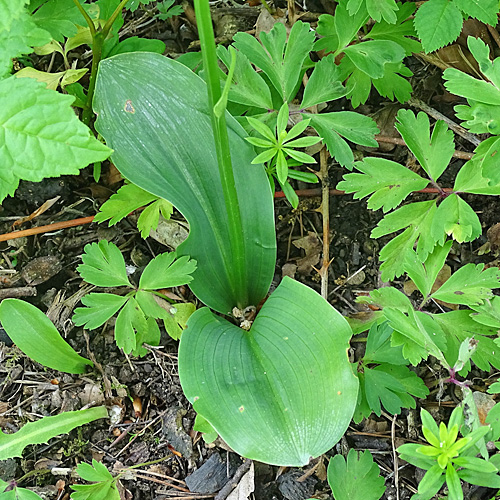 Weisses Breitkölbchen / Platanthera bifolia