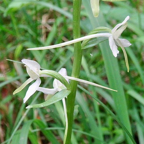 Weisses Breitkölbchen / Platanthera bifolia