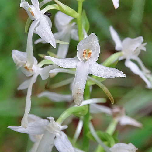 Weisses Breitkölbchen / Platanthera bifolia