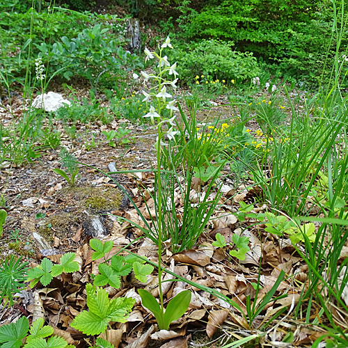 Weisses Breitkölbchen / Platanthera bifolia