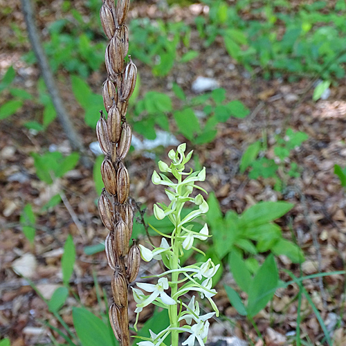 Weisses Breitkölbchen / Platanthera bifolia