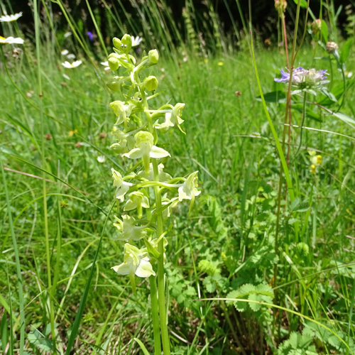 Grünliches Breitkölbchen / Platanthera chlorantha