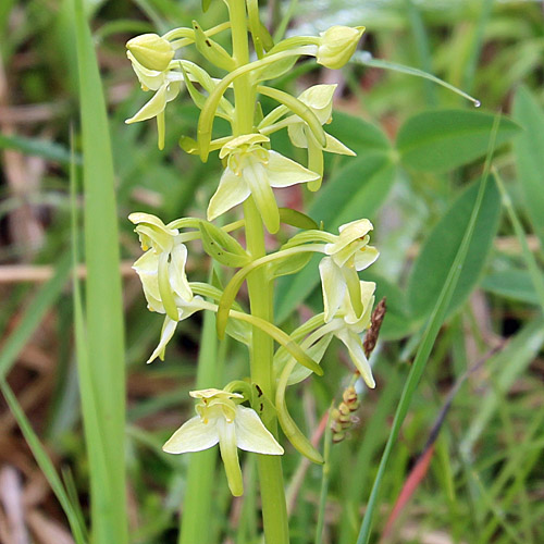 Grünliches Breitkölbchen / Platanthera chlorantha