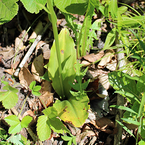 Grünliches Breitkölbchen / Platanthera chlorantha