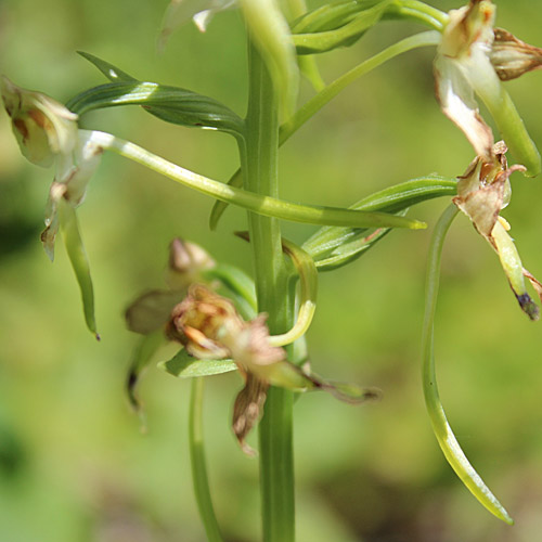 Grünliches Breitkölbchen / Platanthera chlorantha