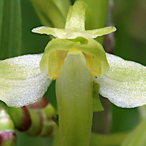 Grünliches Breitkölbchen / Platanthera chlorantha