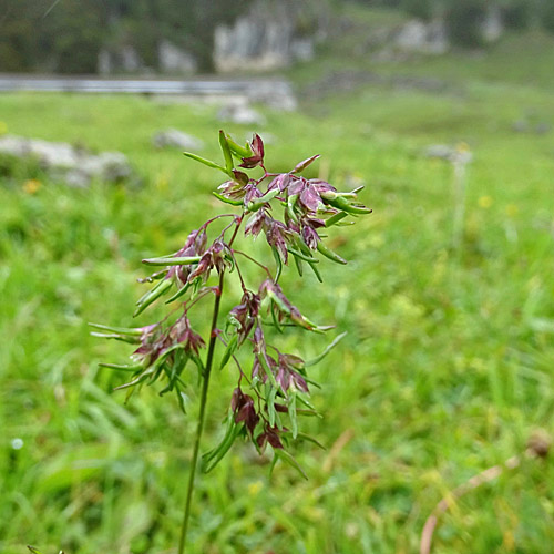 Alpen-Rispengras / Poa alpina